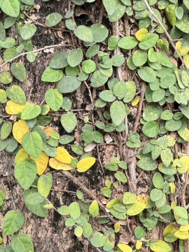 Creeping Fig in the wild — habit, Chinese Taipei