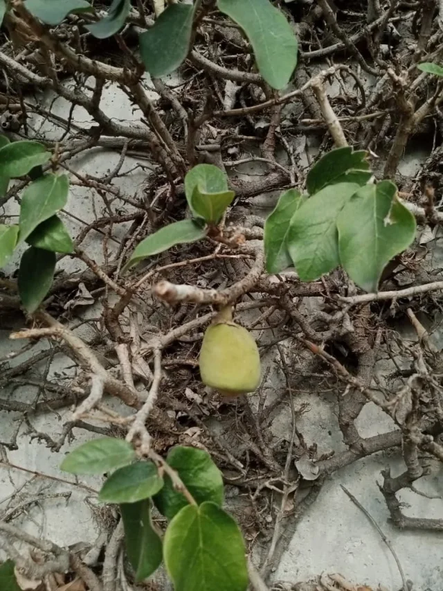 Creeping Fig in the wild — habit, Ecuador