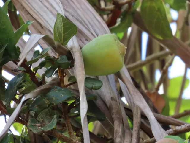 Creeping Fig in the wild — habit, Panama