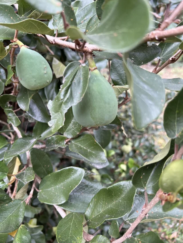 Creeping Fig in the wild — habit, Chinese Taipei