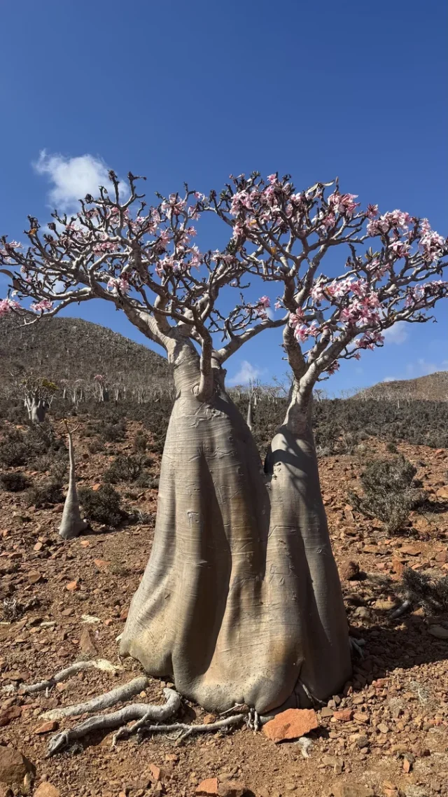 Desert Rose in the wild — habit, Yemen