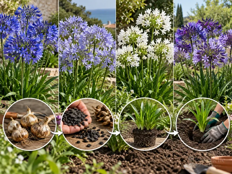 Dividing Agapanthus — for African Lily 'Purple Cloud'