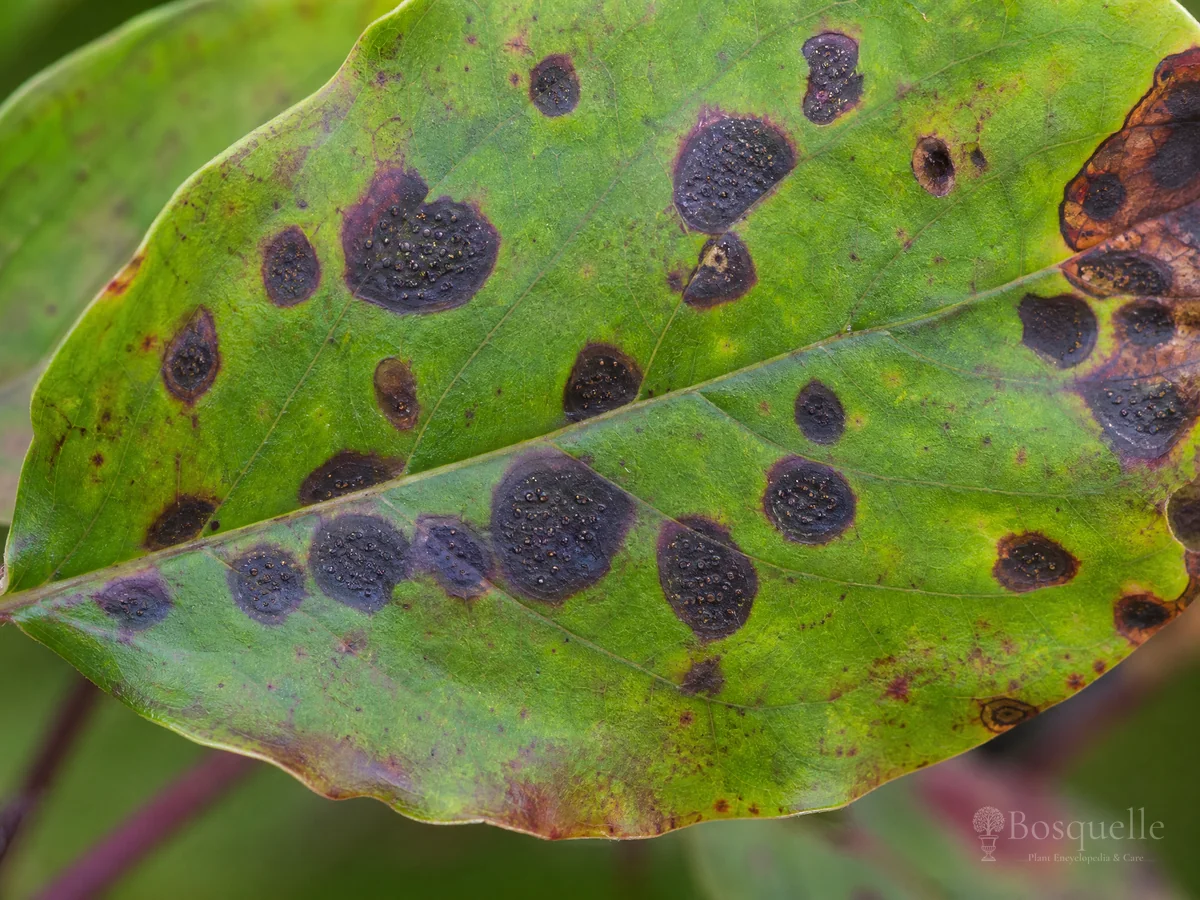 Dogwood Anthracnose