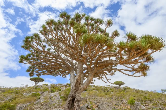 Dragon Blood Tree in the wild — habit, Yemen
