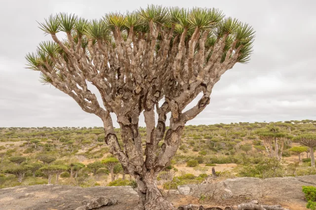 Dragon Blood Tree in the wild — habit, Yemen