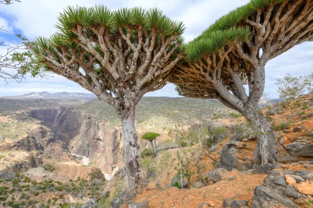 Dragon Blood Tree in the wild — habit, Yemen