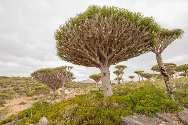 Dragon Blood Tree in the wild — habit, Yemen