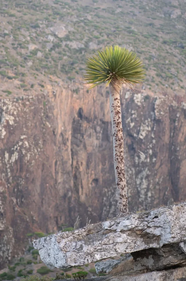 Dragon Blood Tree in the wild — habit, Yemen