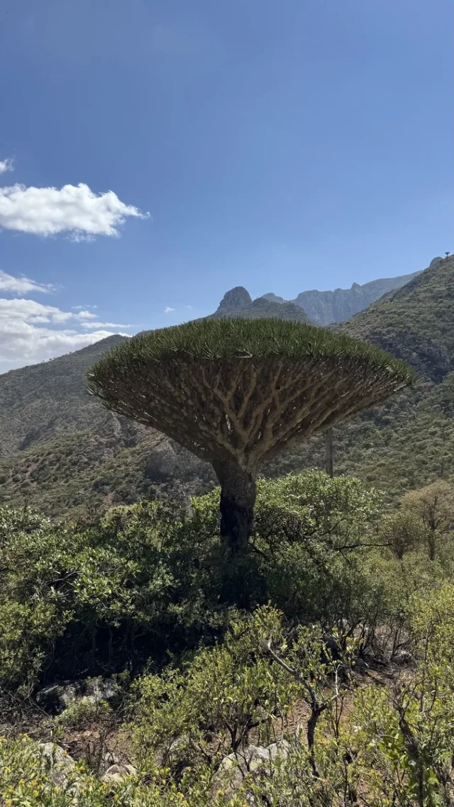 Dragon Blood Tree in the wild — habit