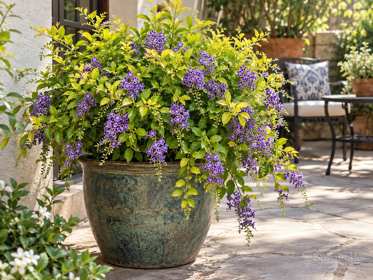 Duranta in Pots guide illustration