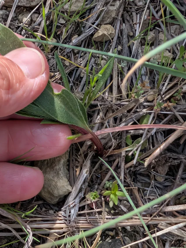Narrow-Leaved Purple Coneflower in the wild — habit, United States of America