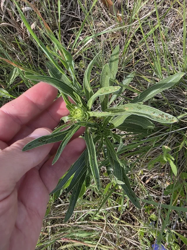 Narrow-Leaved Purple Coneflower in the wild — habit, United States of America