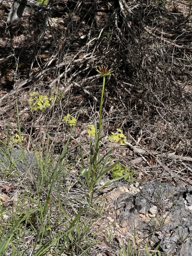 Yellow Coneflower in the wild — habit, United States of America