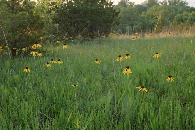 Yellow Coneflower in the wild — habit, United States of America