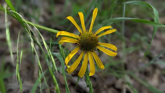 Yellow Coneflower in the wild — habit, United States of America