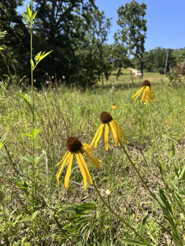 Yellow Coneflower in the wild — habit, United States of America