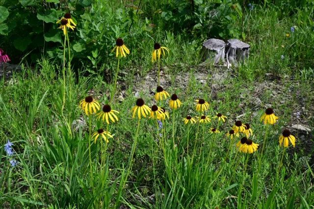 Yellow Coneflower in the wild — habit