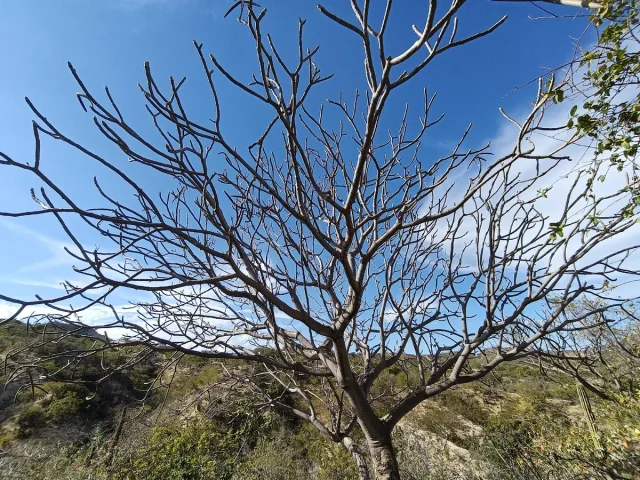 Frangipani in the wild — habit, Mexico