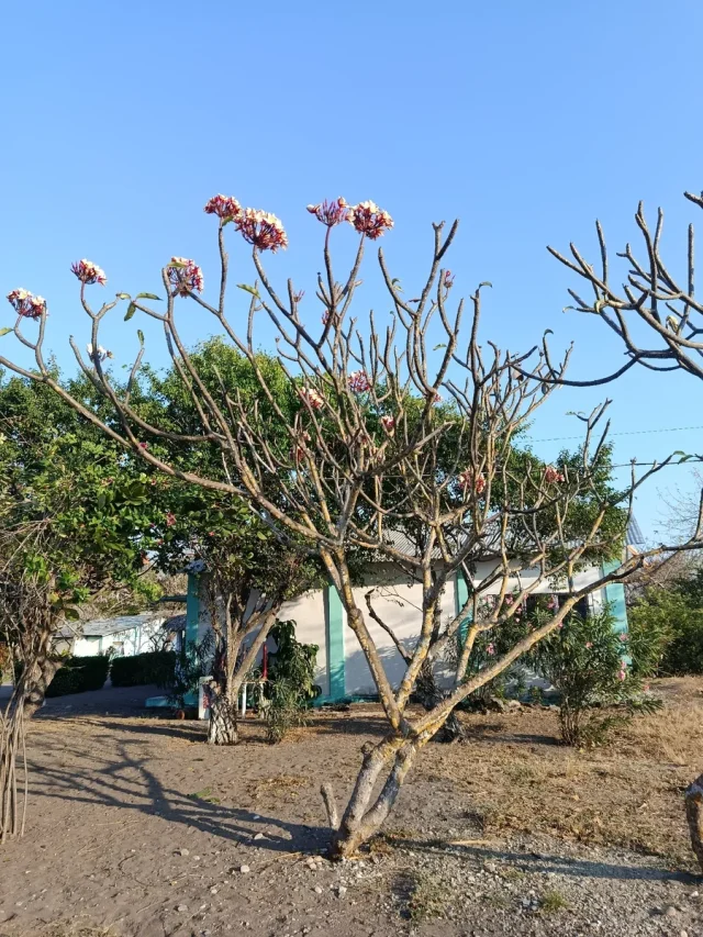 Frangipani in the wild — habit, Mexico