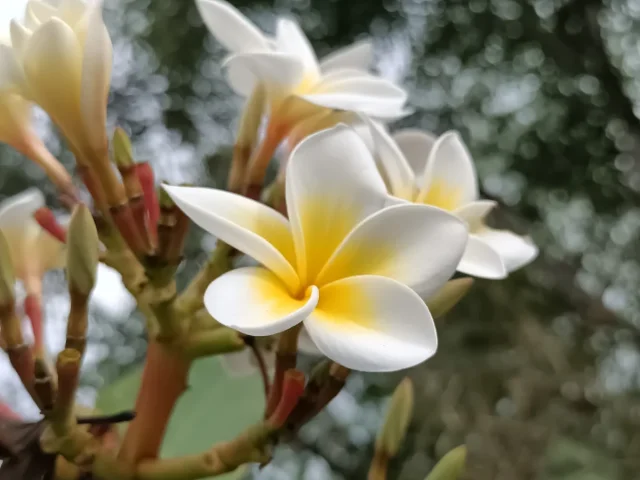 Frangipani in the wild — habit