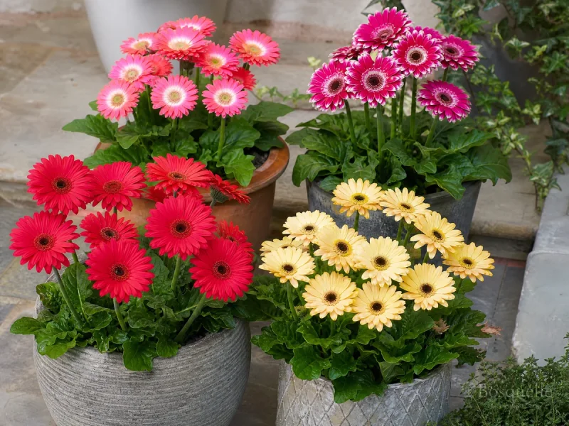 Gerbera Daisy in Pots — for Gerbera Daisy Revolution™ Bicolor Red Lemon