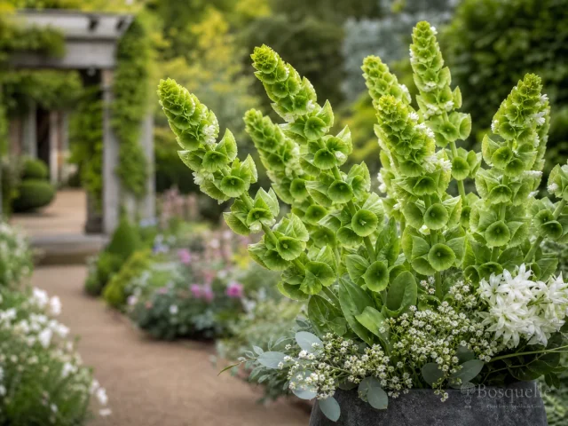 Bells of Ireland From Seed – Surface-Sow After Chill