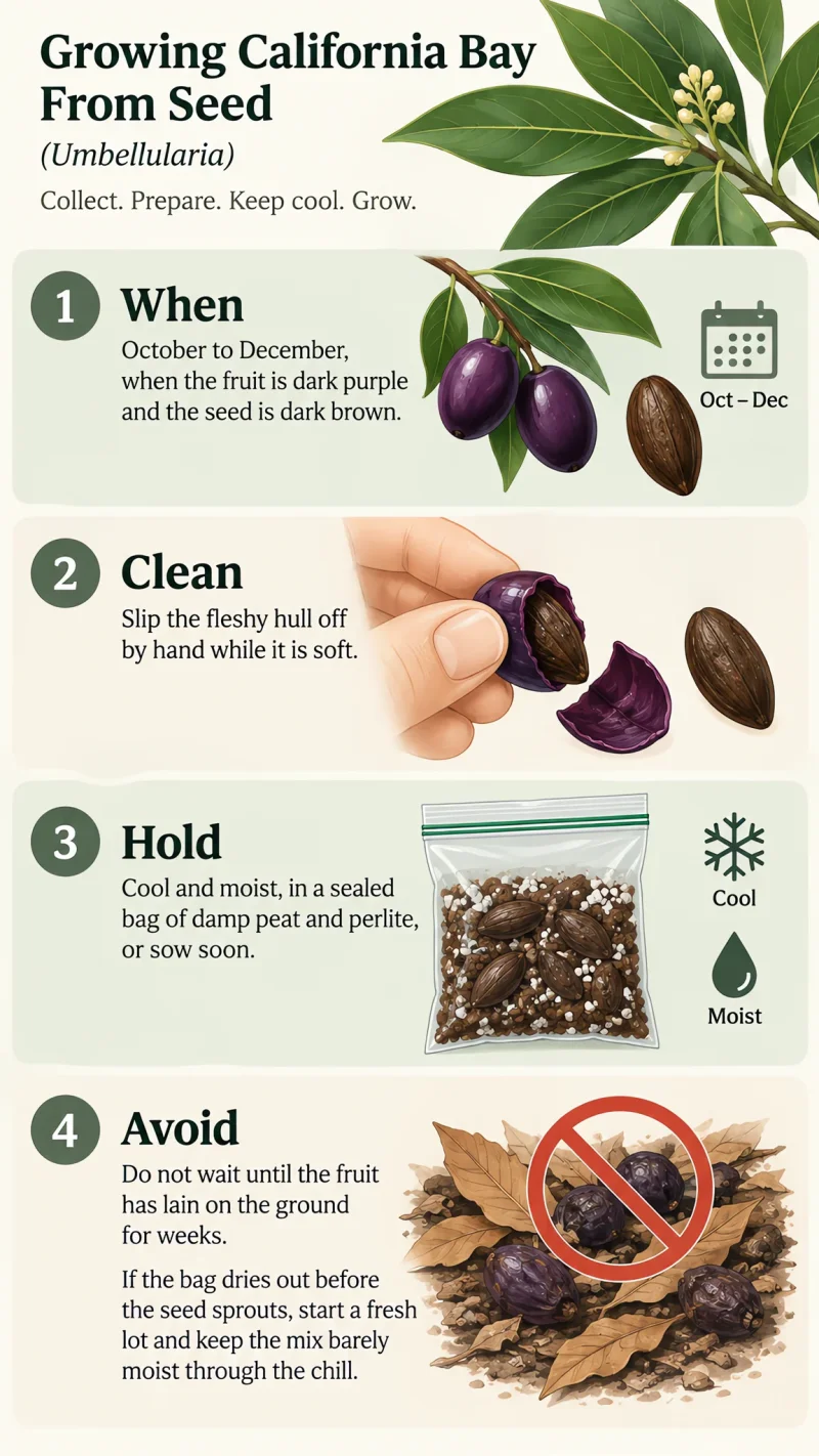 Growing California Bay From Seed care summary diagram