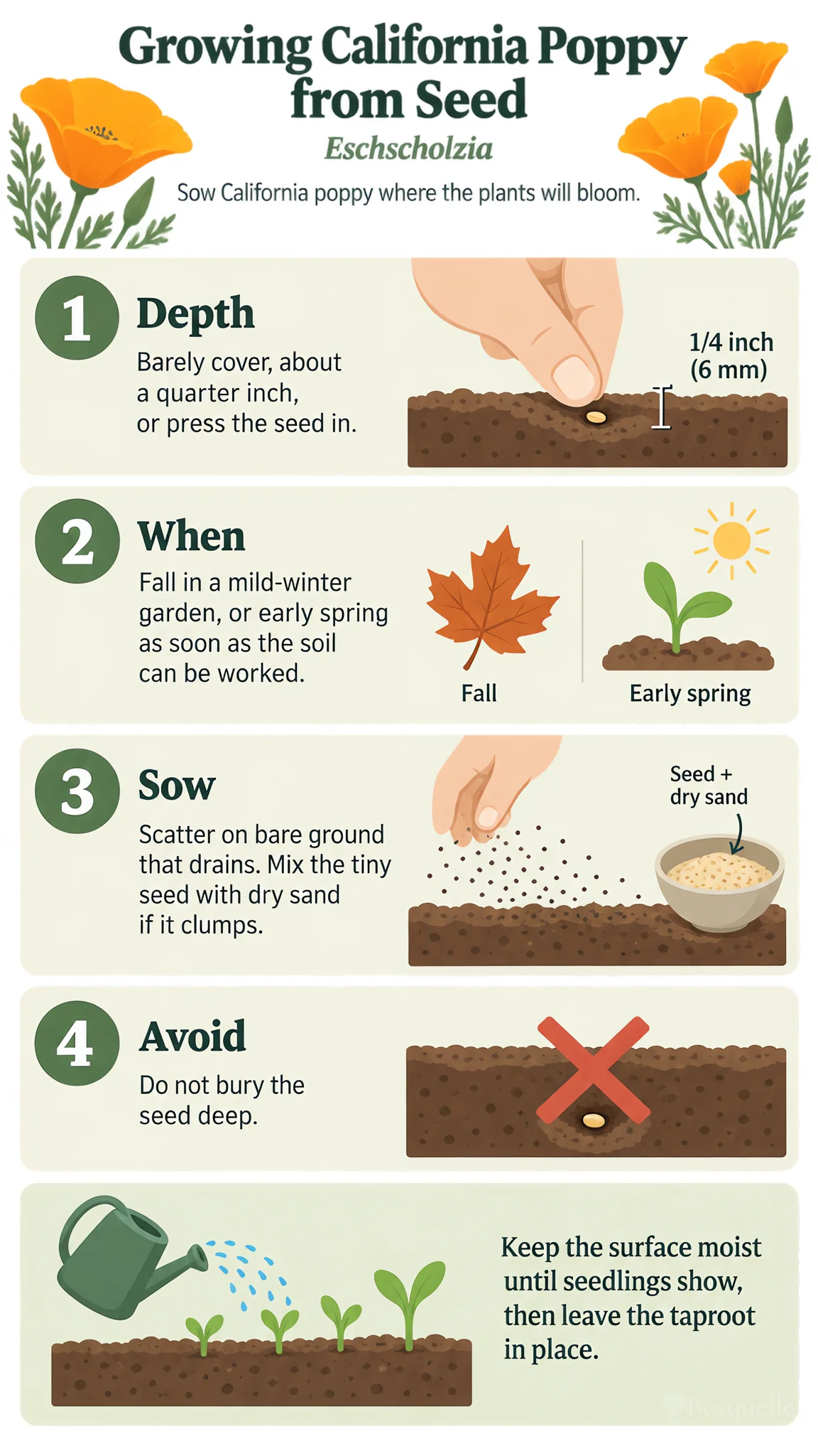 Growing California Poppy from Seed care summary diagram