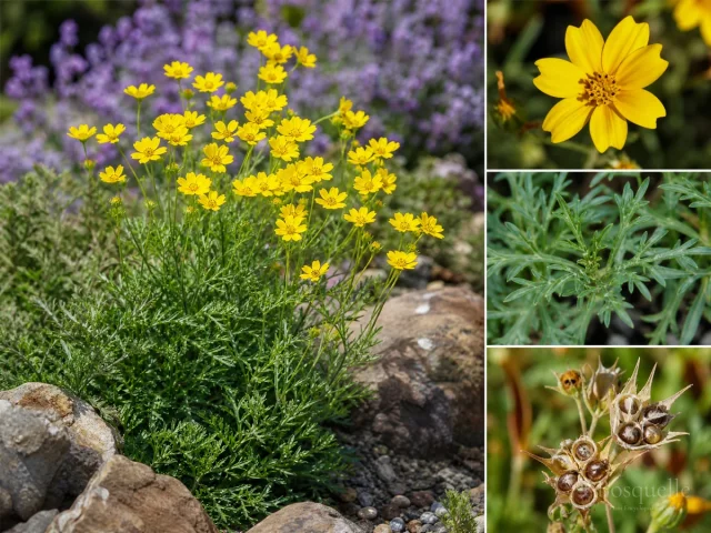 Growing Common Madia From Seed — for Common Madia