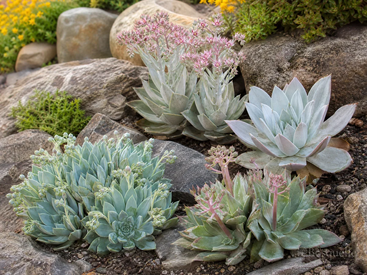 Growing Dudleya from Seed guide illustration