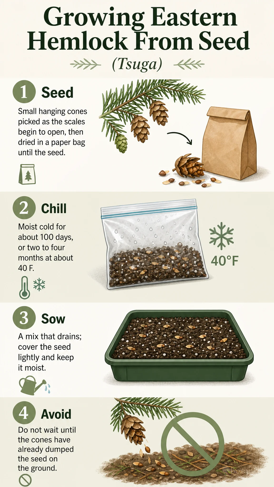 Growing Eastern Hemlock From Seed care summary diagram