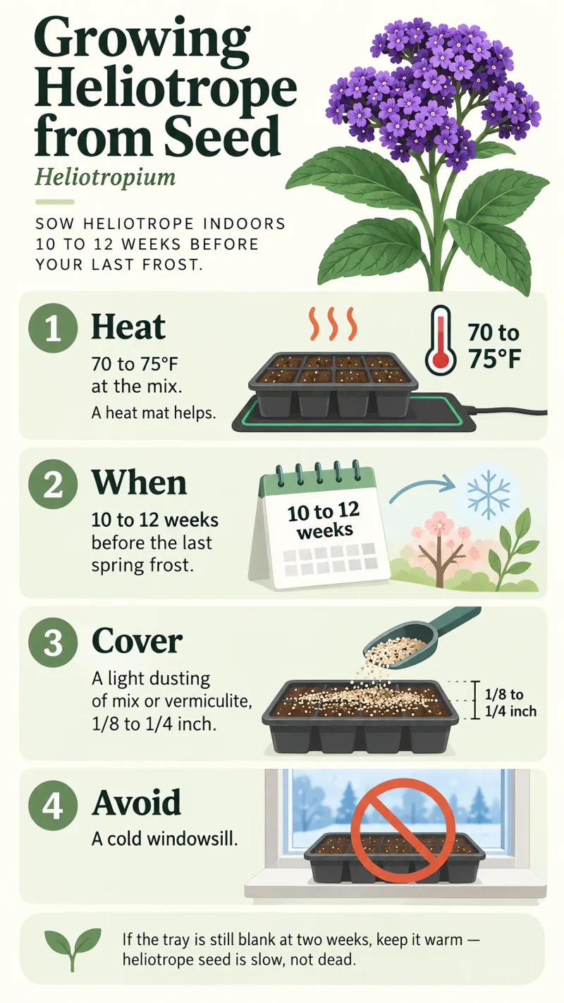 Growing Heliotrope from Seed care summary diagram