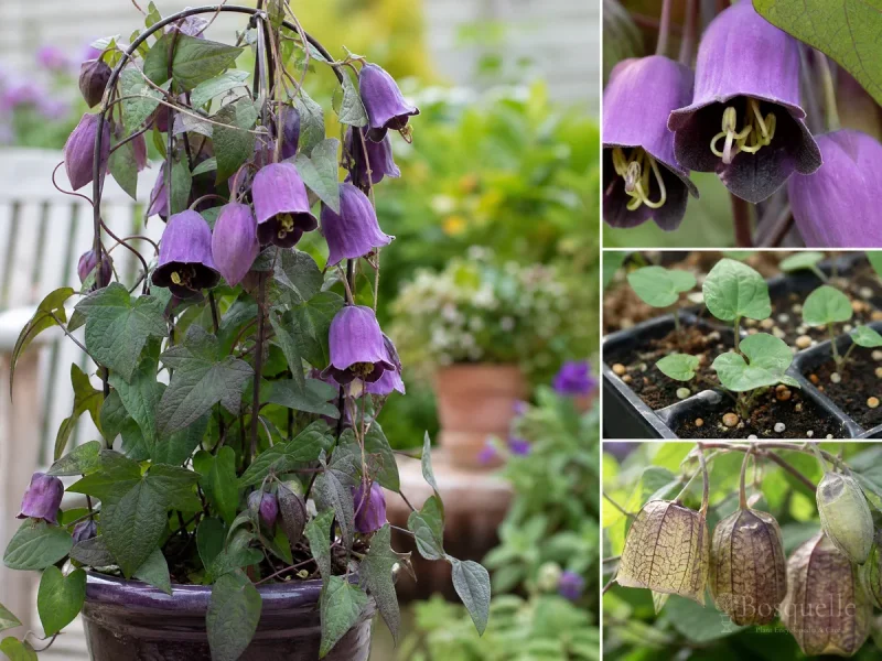 Purple Bell Vine From Seed – Surface-Sow guide illustration