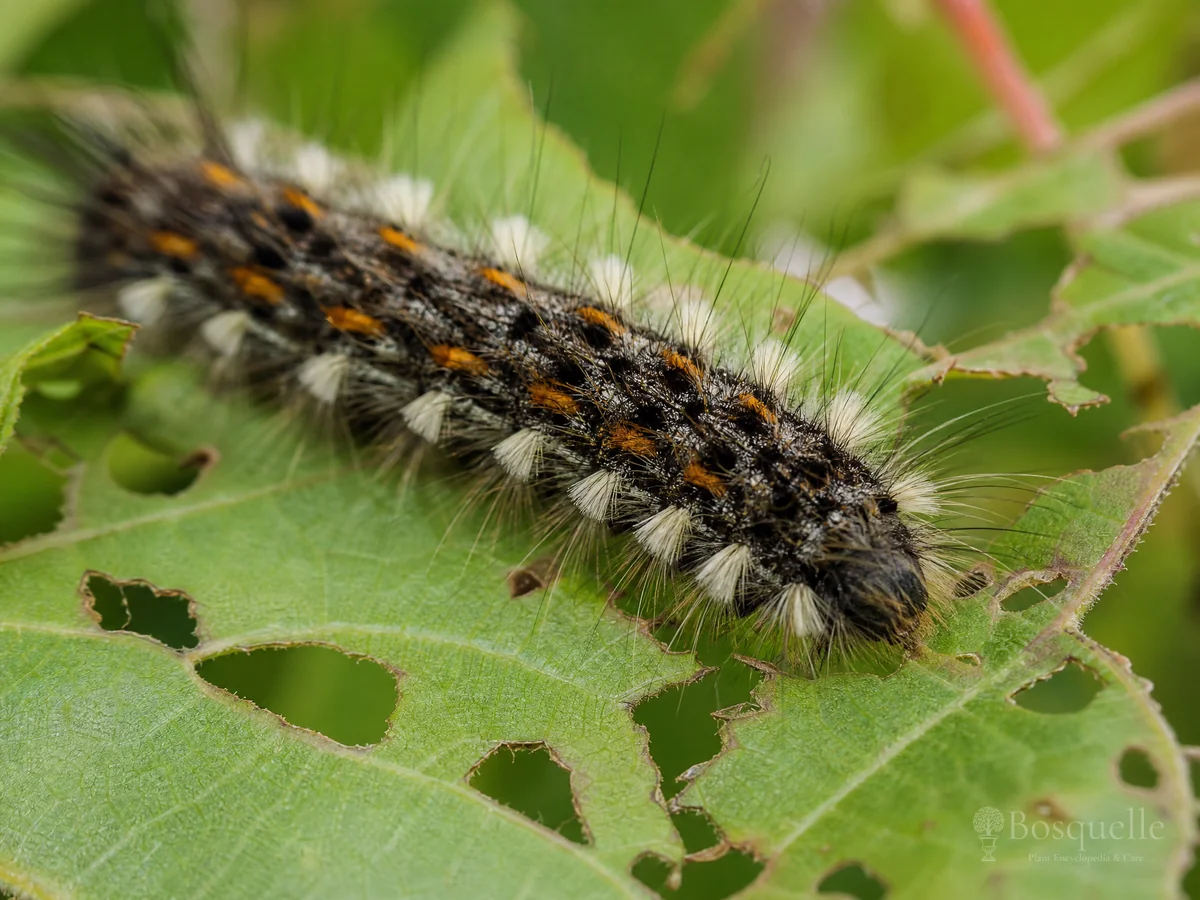 Spongy Moth