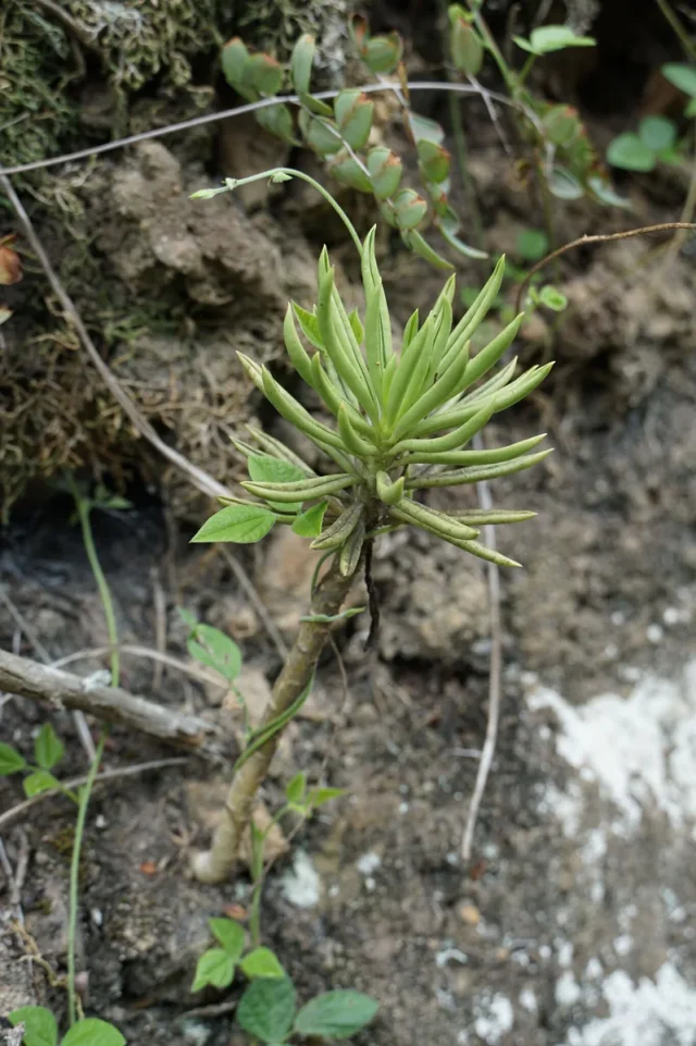 Happy Bean Peperomia in the wild — habit