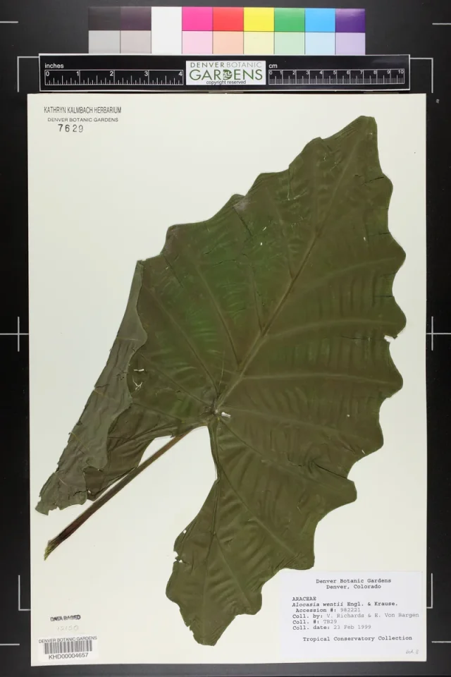 Hardy Elephant Ear in the wild — habit, United States of America