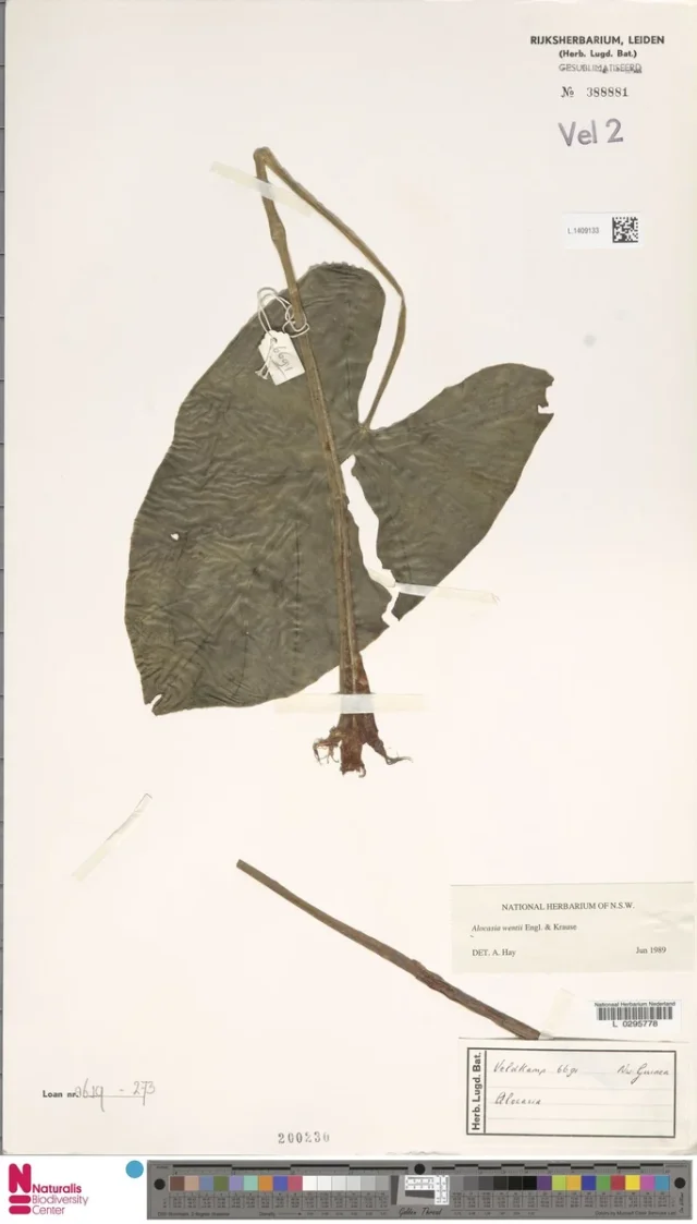 Hardy Elephant Ear in the wild — habit, Papua New Guinea