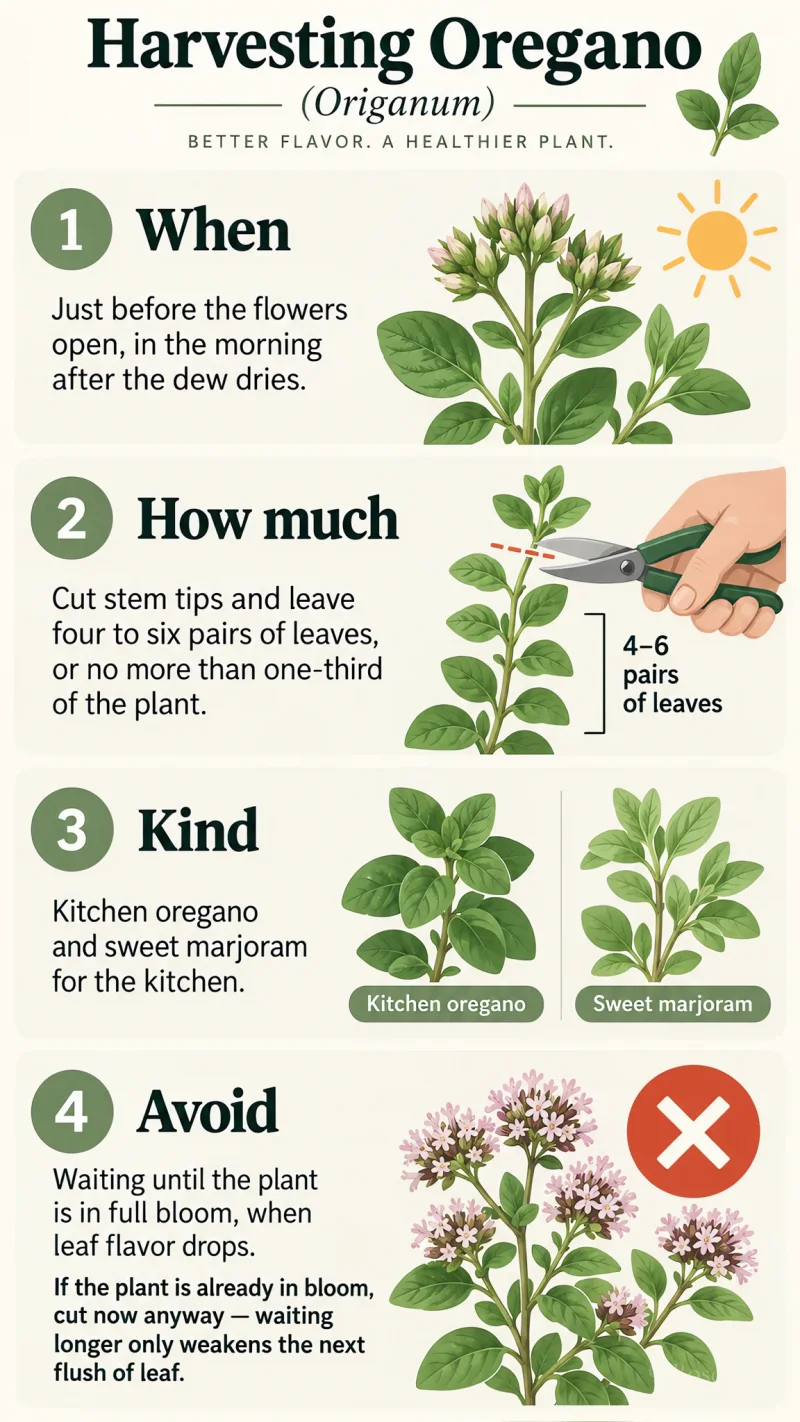 Harvesting Oregano care summary diagram