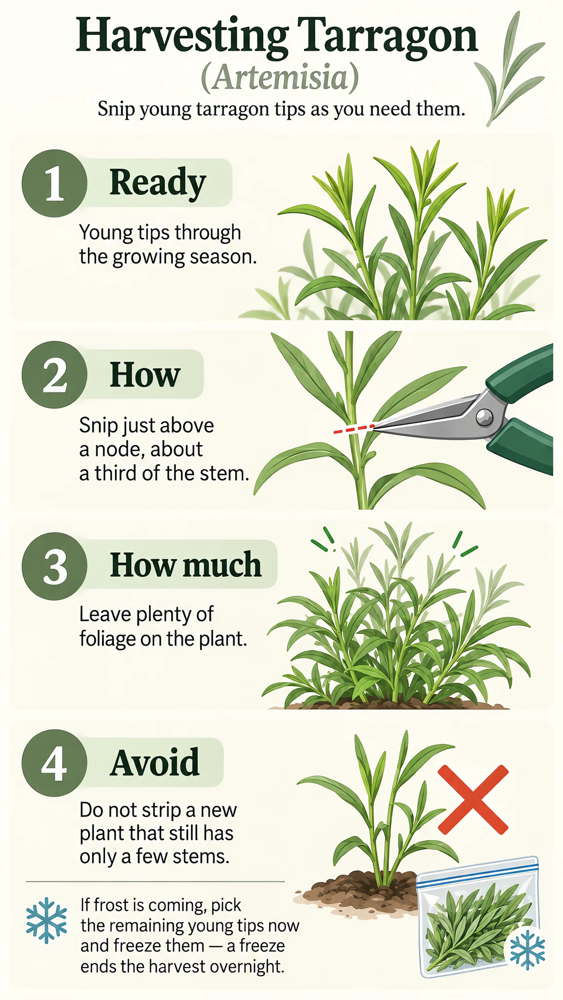 Harvesting Tarragon care summary diagram