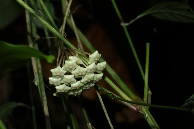Honey Plant in the wild — habit, Chinese Taipei