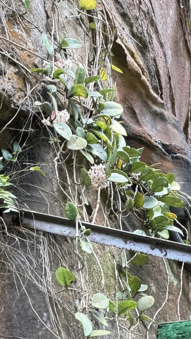 Honey Plant in the wild — habit, Chinese Taipei