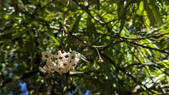 Honey Plant in the wild — habit, Chinese Taipei