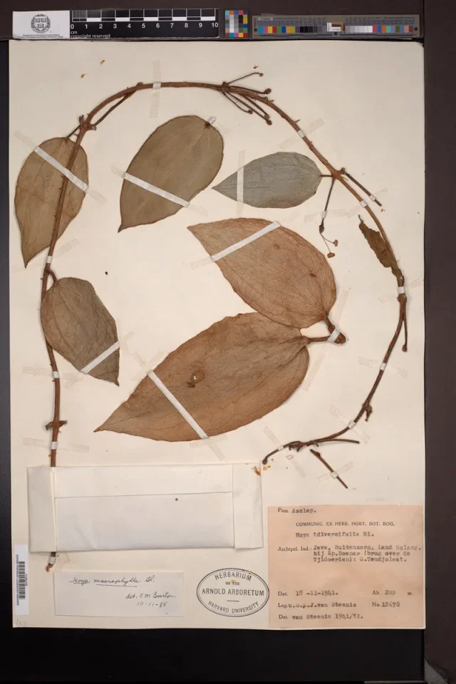 Wax Plant in the wild — habit, Indonesia