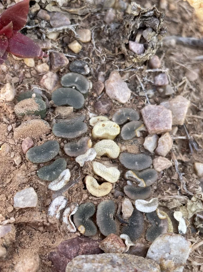 Horse's Teeth in the wild — habit, South Africa