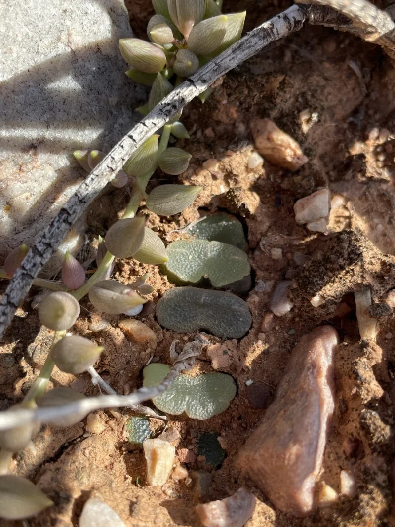 Horse's Teeth in the wild — habit