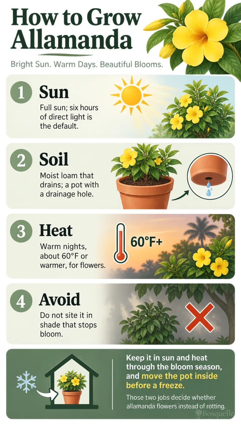 How to Grow Allamanda care summary diagram