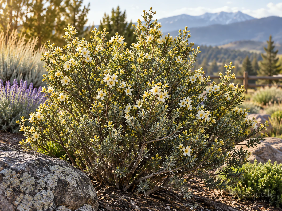 How to Grow Antelope Bitterbrush guide illustration