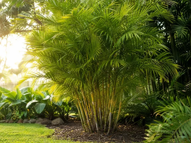 How to Grow Areca Palm — for Areca Palm