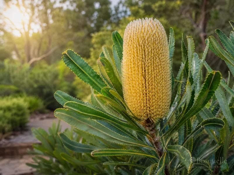 How to Grow Banksia — for Coast Banksia
