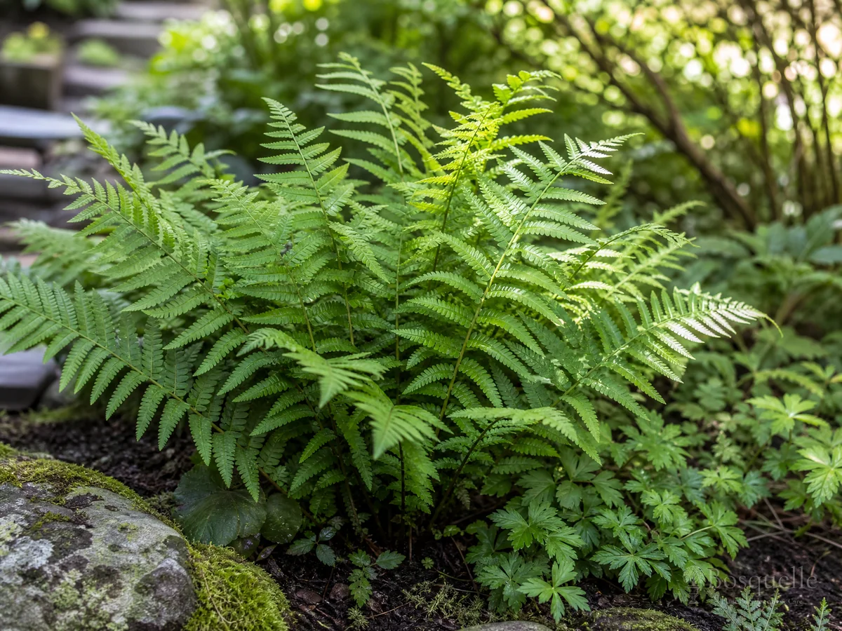 How to Grow Beech Fern guide illustration
